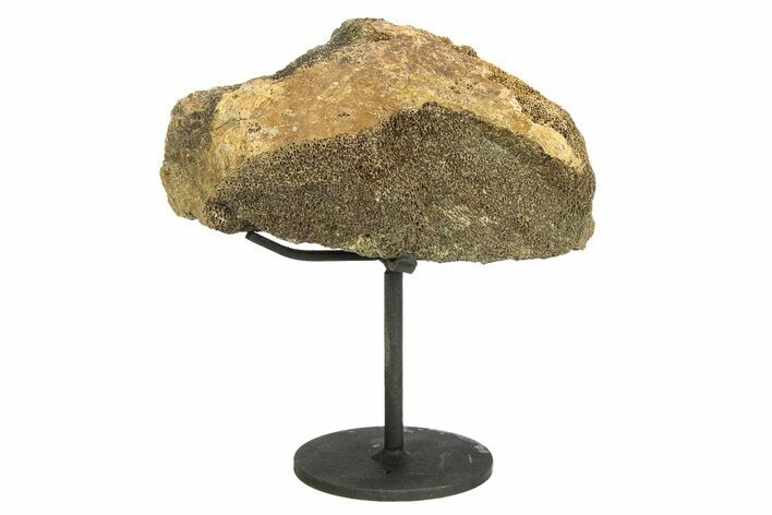 Fossil Dinosaur Skull Section w/ Metal Stand - South Dakota #294895